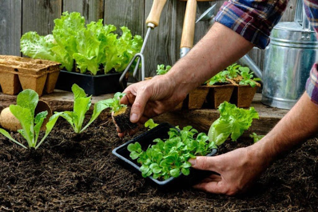 Orgánico y agroecológico; parecidos pero distintos.